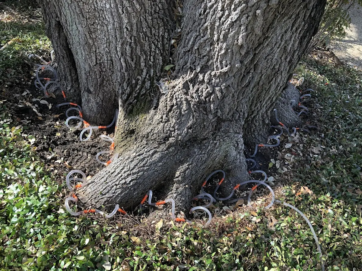 Detailed Tree Cabling and Bracing job site in Washingtonville